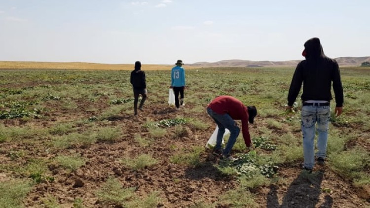Duhok Agriculture Project