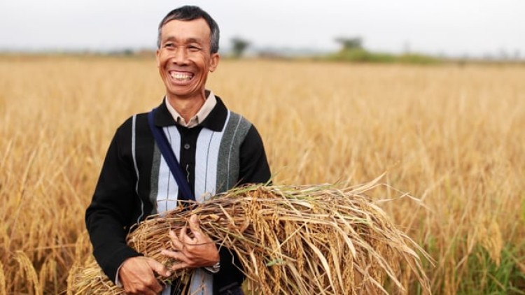 Lung Sai Doubled His Harvest