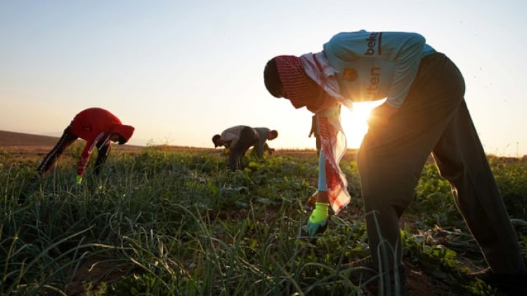 Starting A Farm In Kurdistan